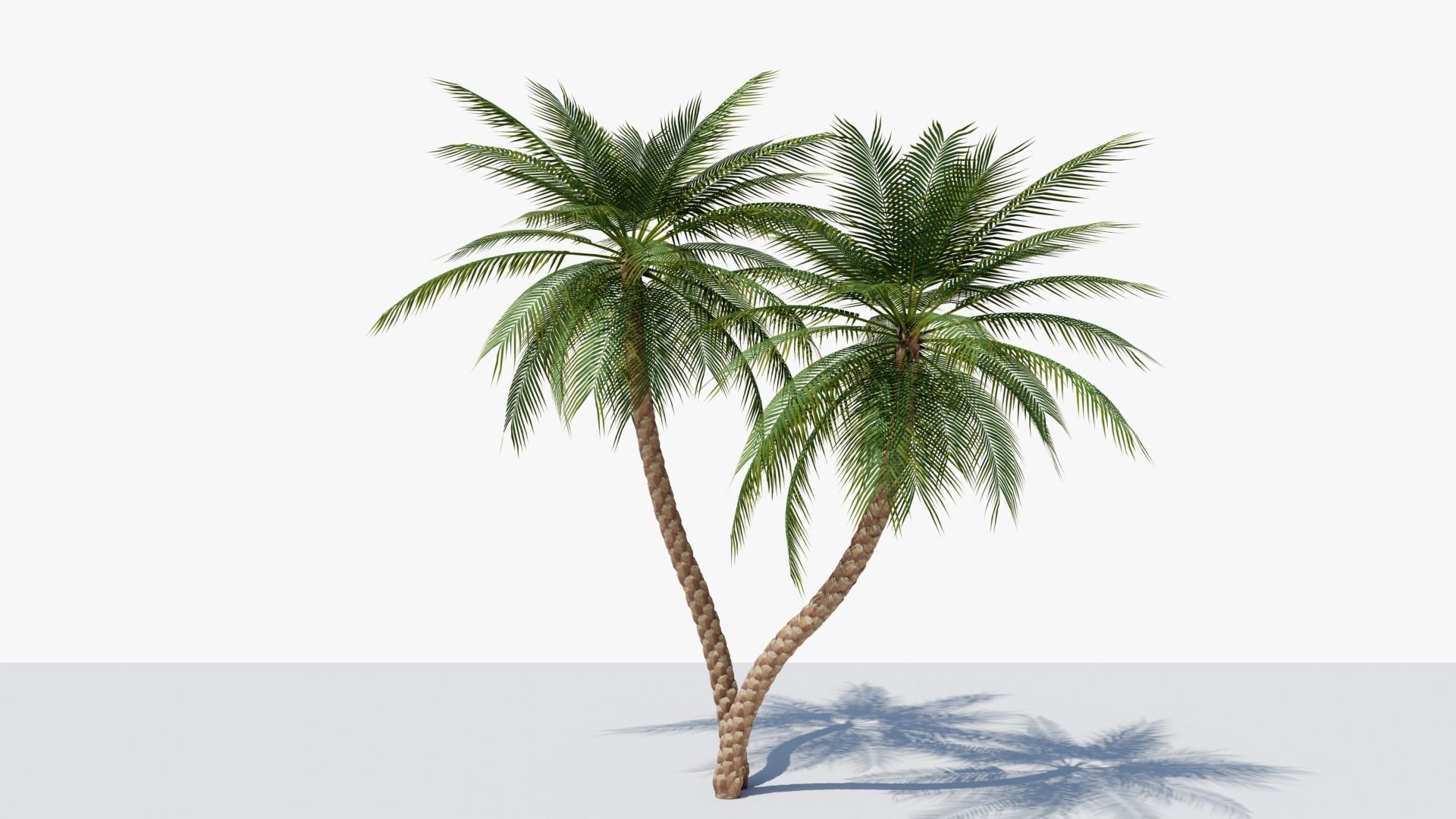 Date Palm v5 Low-poly 3D model_4