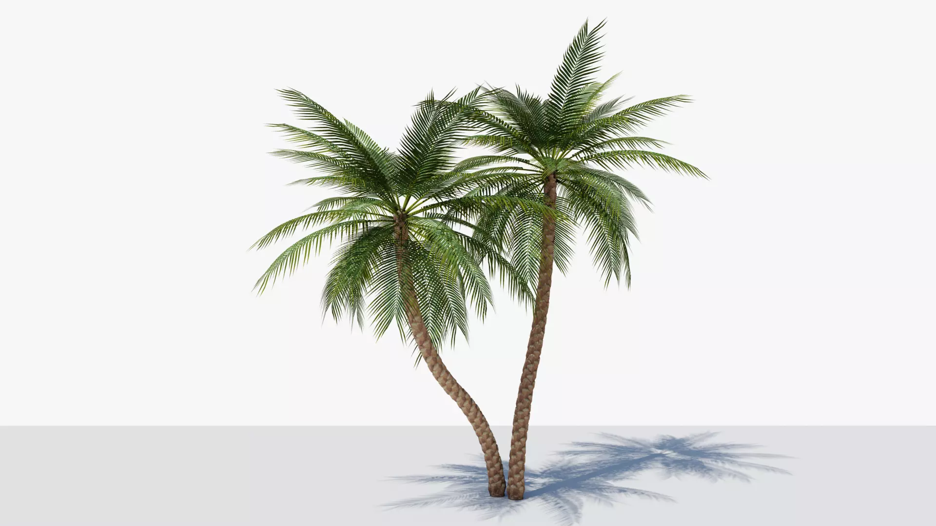 Date Palm v5 Low-poly 3D model_0
