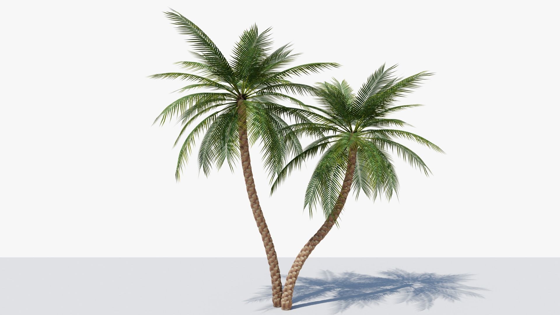 Date Palm v5 Low-poly 3D model_2