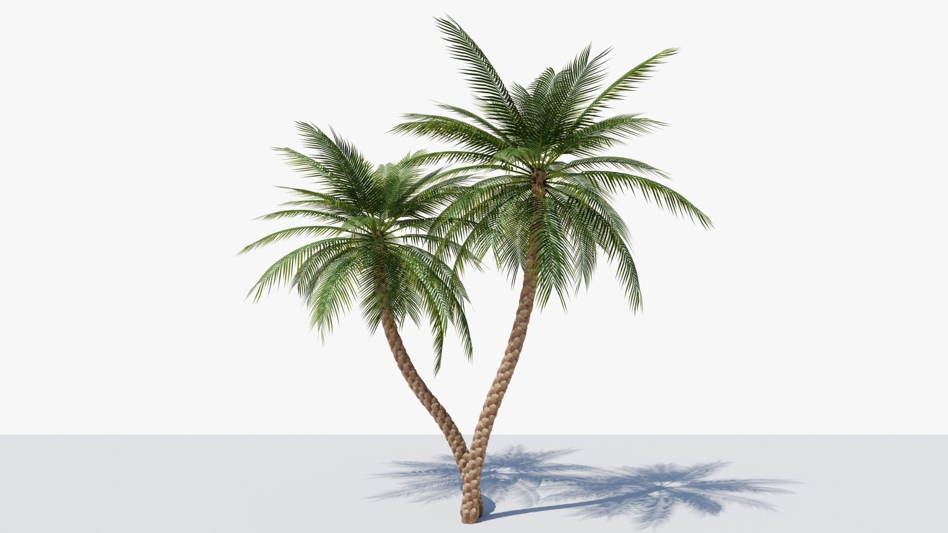 Date Palm v5 Low-poly 3D model_6