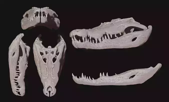 Crocodylus porosus Skull - CNC and 3D print model