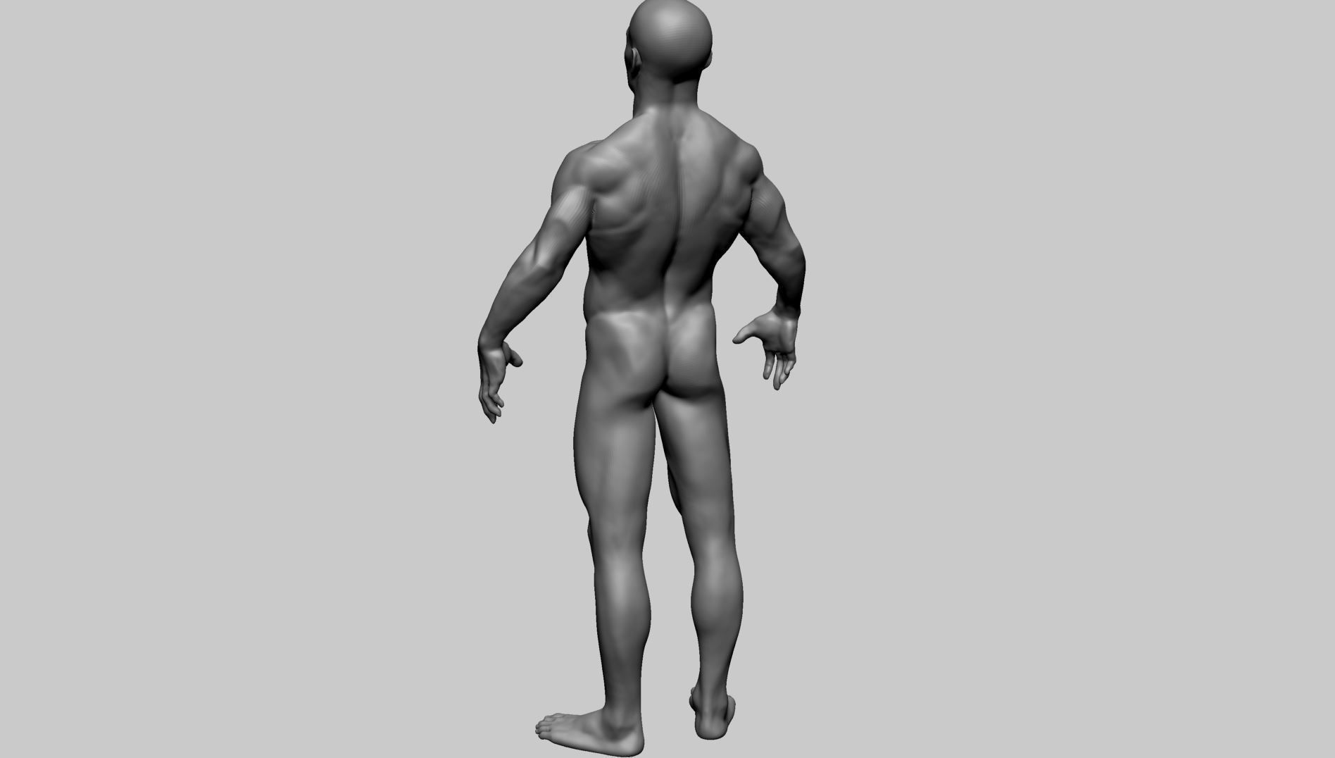 Male Anatomy Basemesh 3D model_6