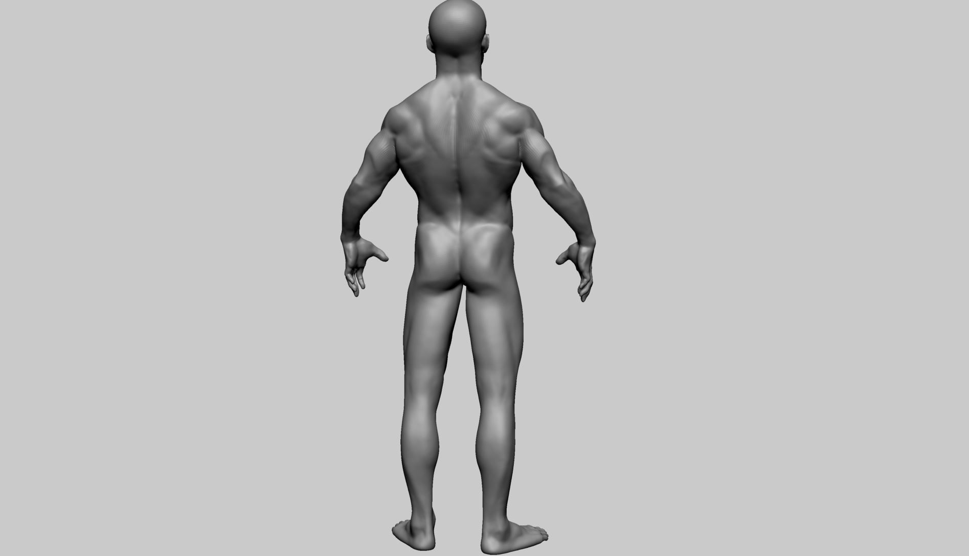 Male Anatomy Basemesh 3D model_5