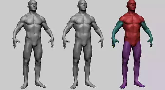 Male Anatomy Basemesh 3D model