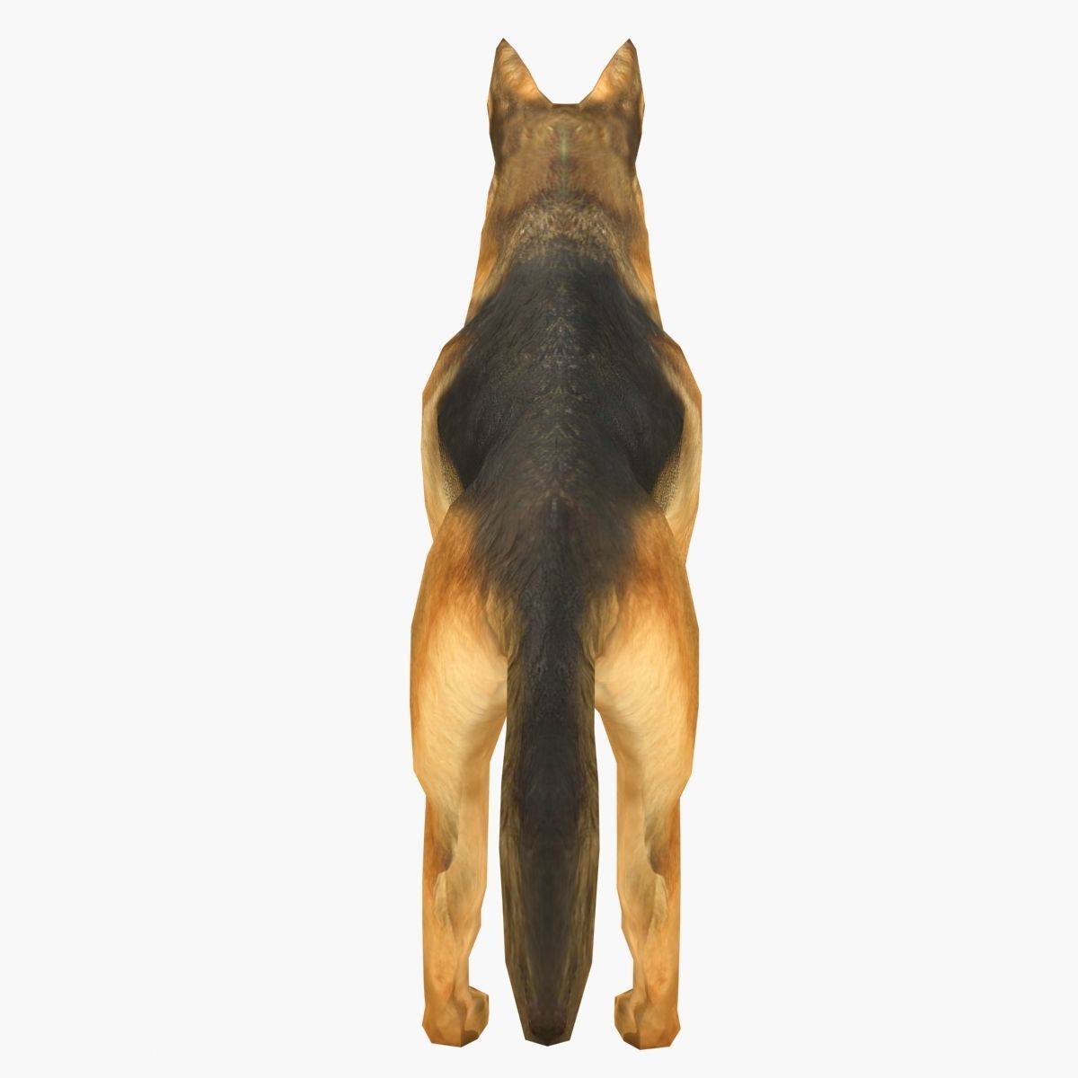 German Shepherd Low-poly 3D model_4