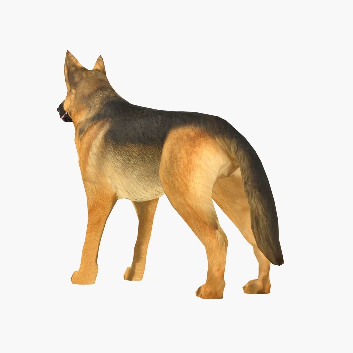 German Shepherd Low-poly 3D model_5