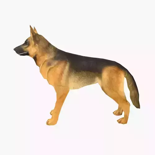 German Shepherd
