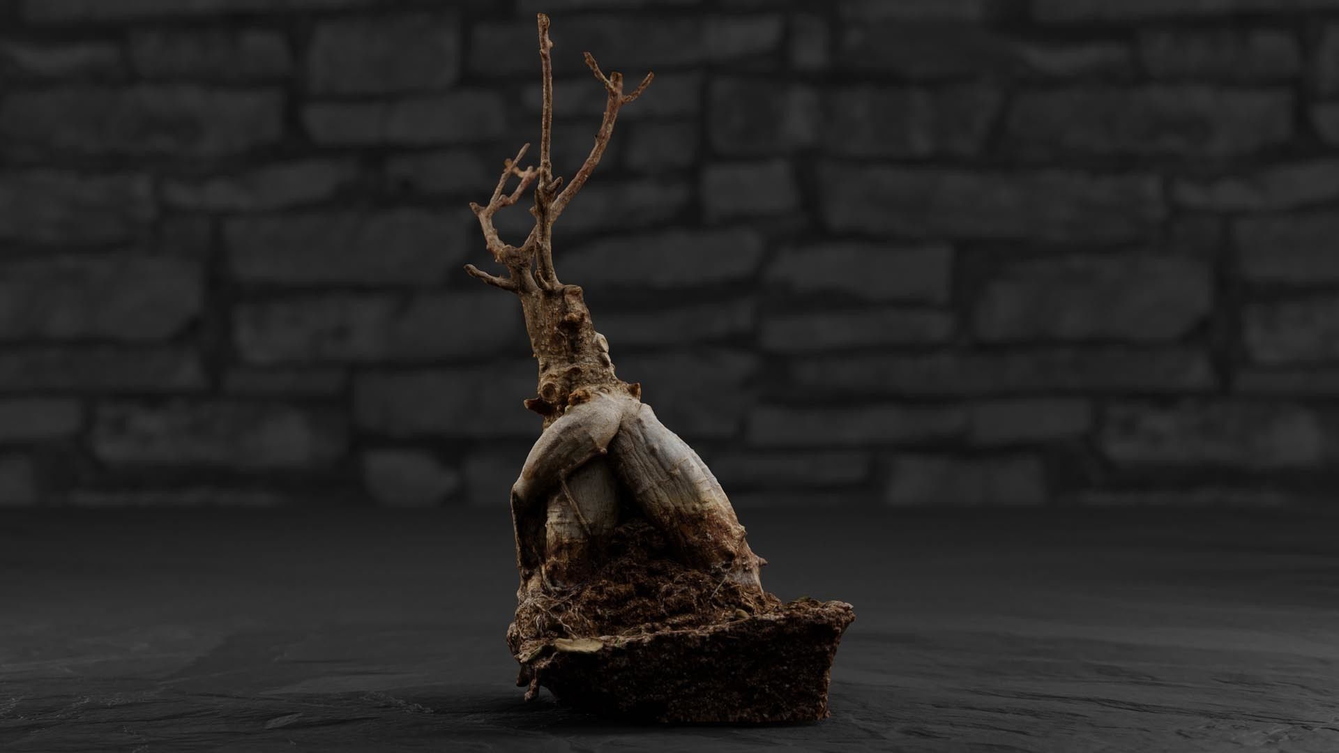 Photorealistic Ficus Ginseng Tree Low-poly 3D model_8