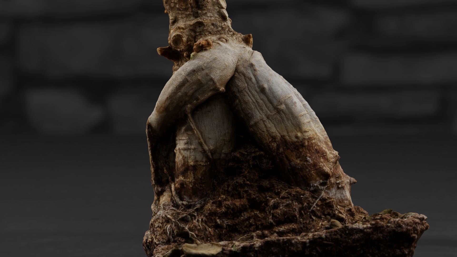 Photorealistic Ficus Ginseng Tree Low-poly 3D model_7