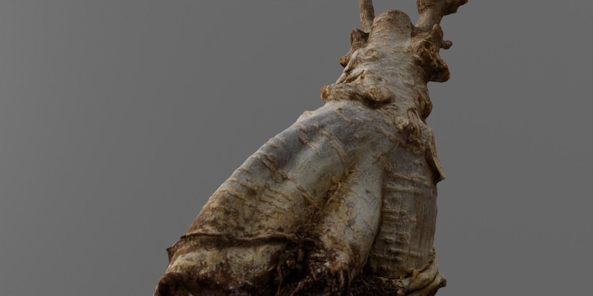 Photorealistic Ficus Ginseng Tree Low-poly 3D model_4