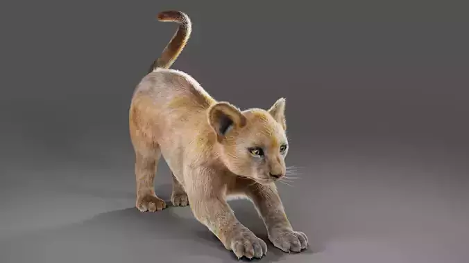 Fur Baby Lion Rigged and Animated in Blender  Low-poly 3D model Fur Baby Lion Rigged and Animated in Blender  Low-poly 3D model