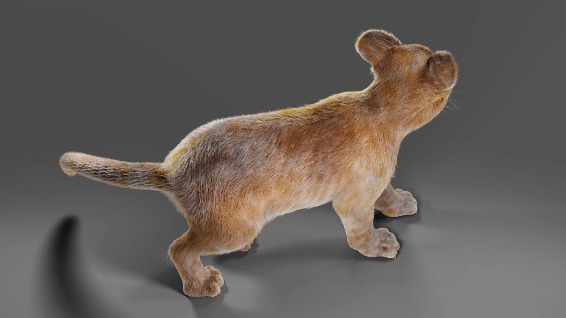 Fur Baby Lion Rigged and Animated in Blender  Low-poly 3D model_10