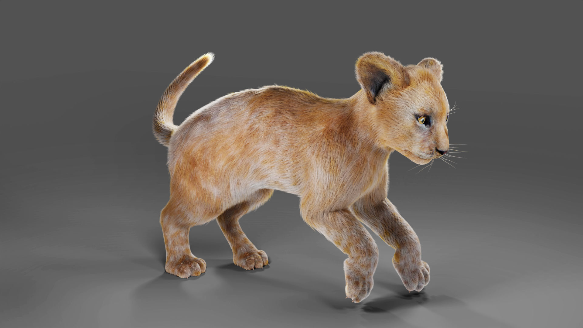 Fur Baby Lion Rigged and Animated in Blender  Low-poly 3D model_6