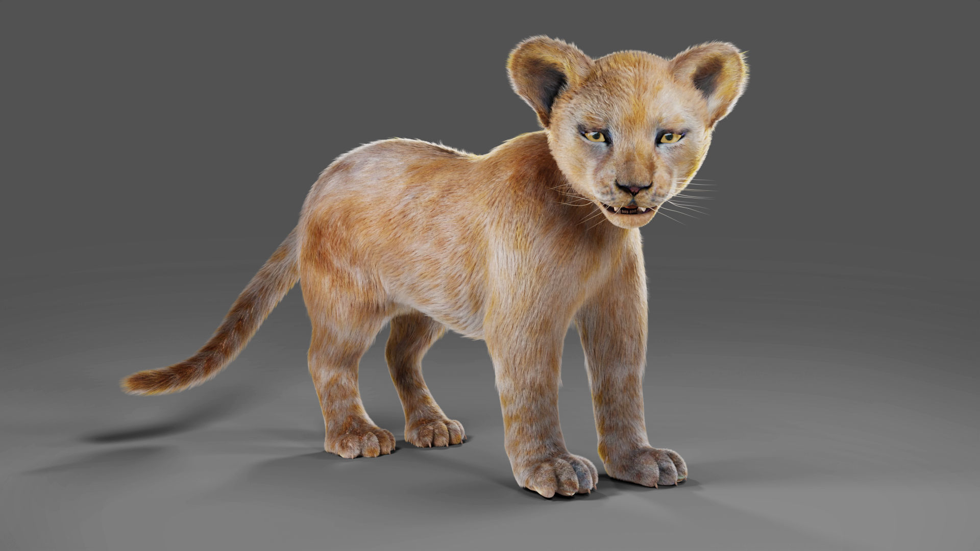 Fur Baby Lion Rigged and Animated in Blender  Low-poly 3D model_5
