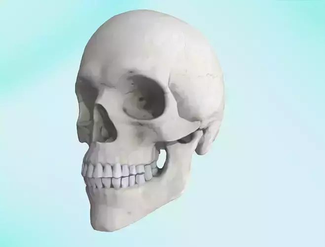 Skull - A scanned human skull