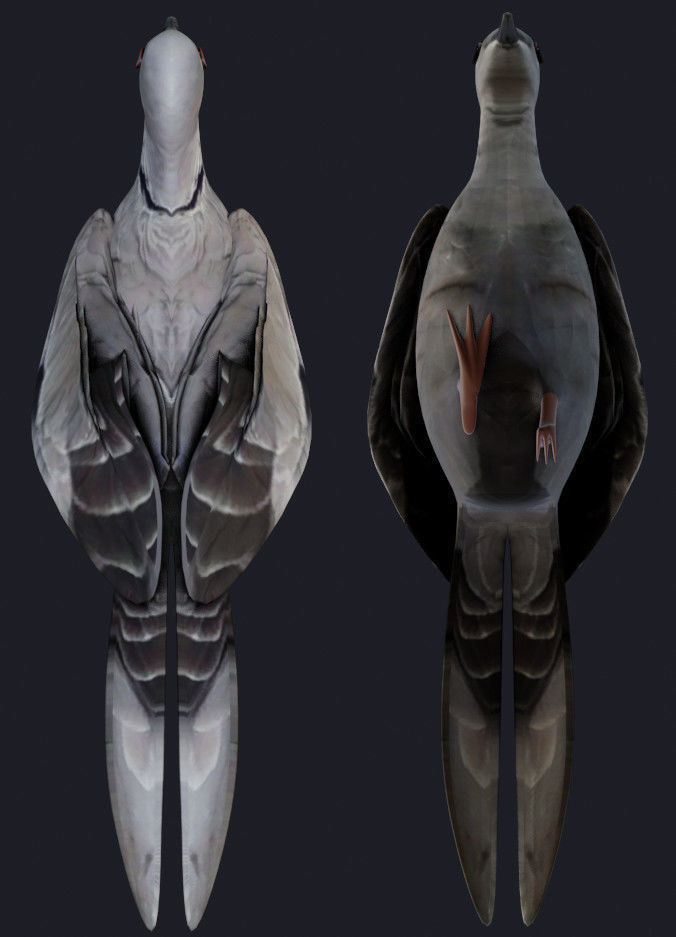Fully Rigged Textured Animated Pigeon 3D model_4