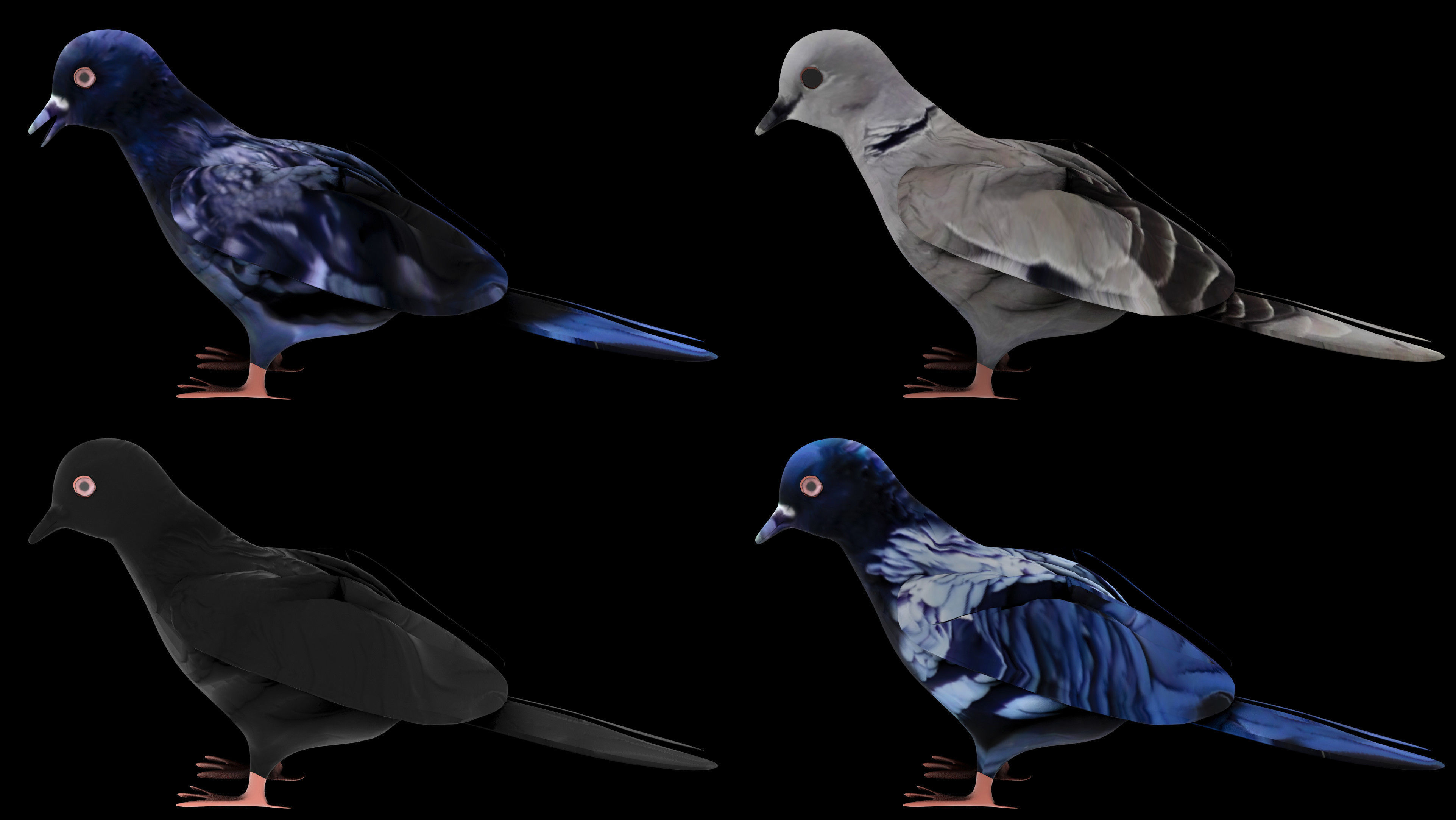 Fully Rigged Textured Animated Pigeon 3D model_9