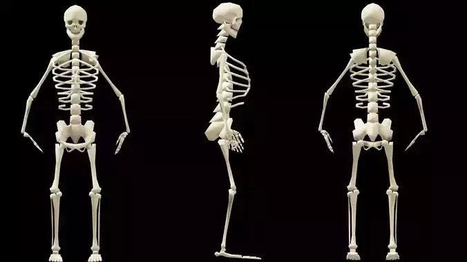 Rigged Human Skeleton Animated 3D model