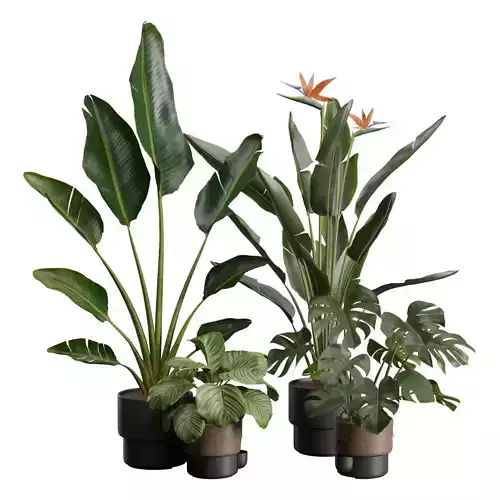 Indoor Plants Pack 39 3D model