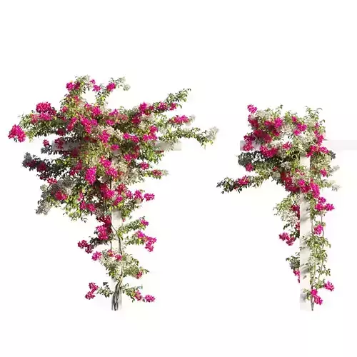 Bougainvillea plant set 58