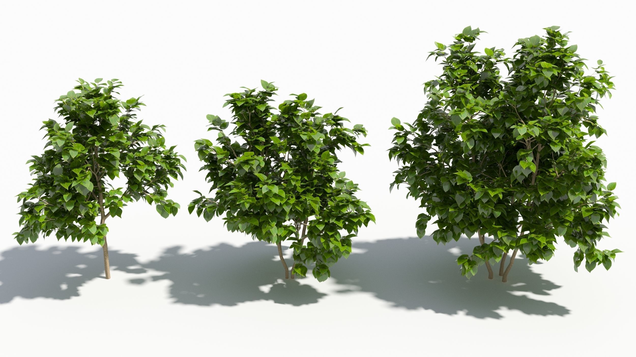 Catalpa tree 3D model_2