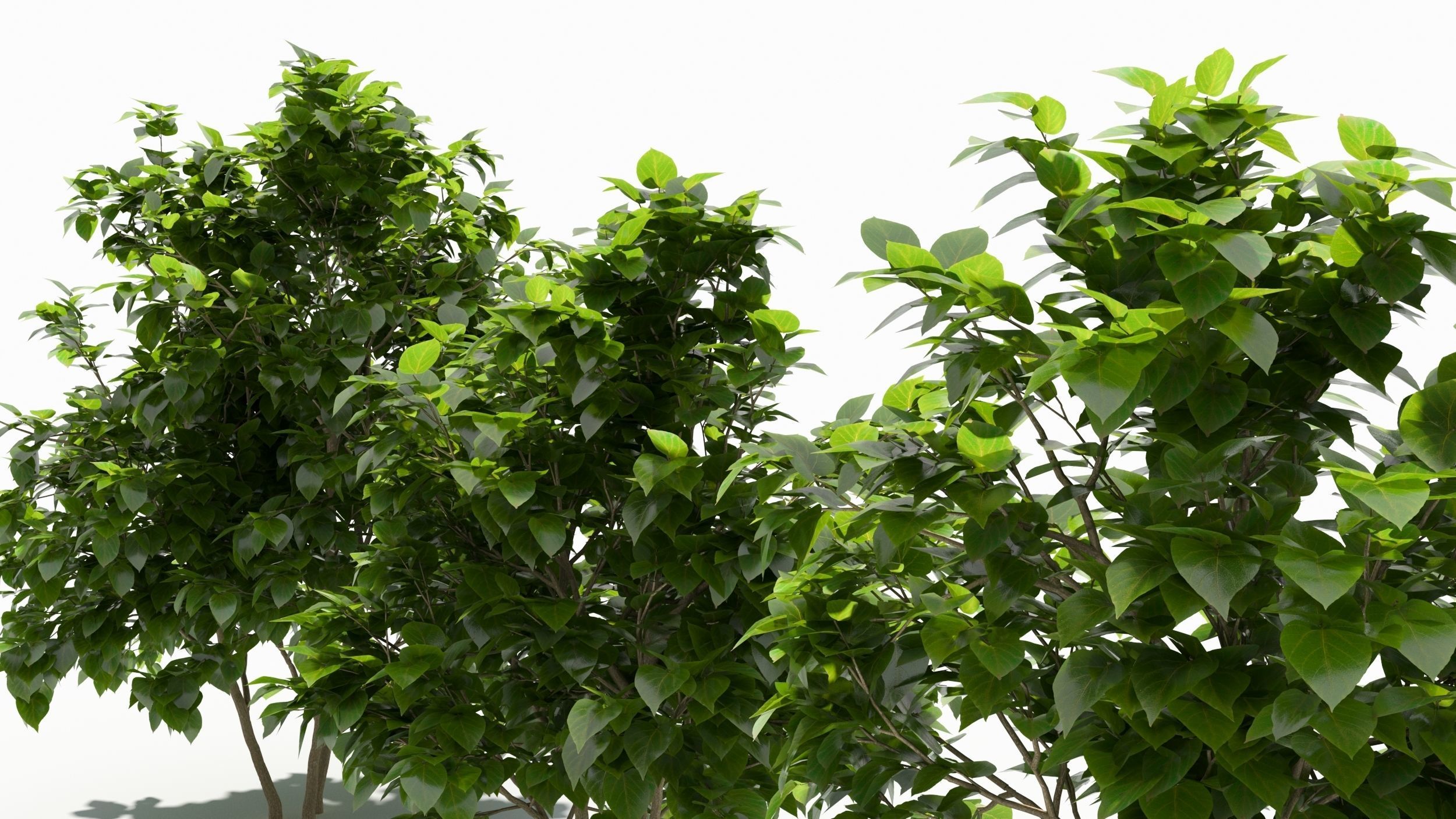 Catalpa tree 3D model_4