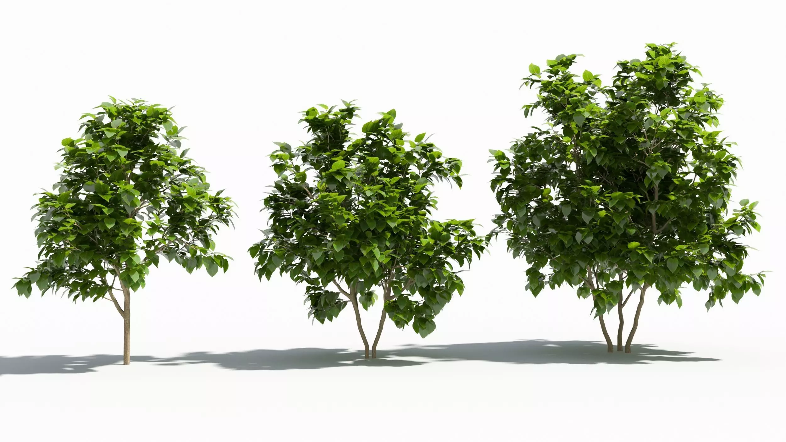 Catalpa tree 3D model_0