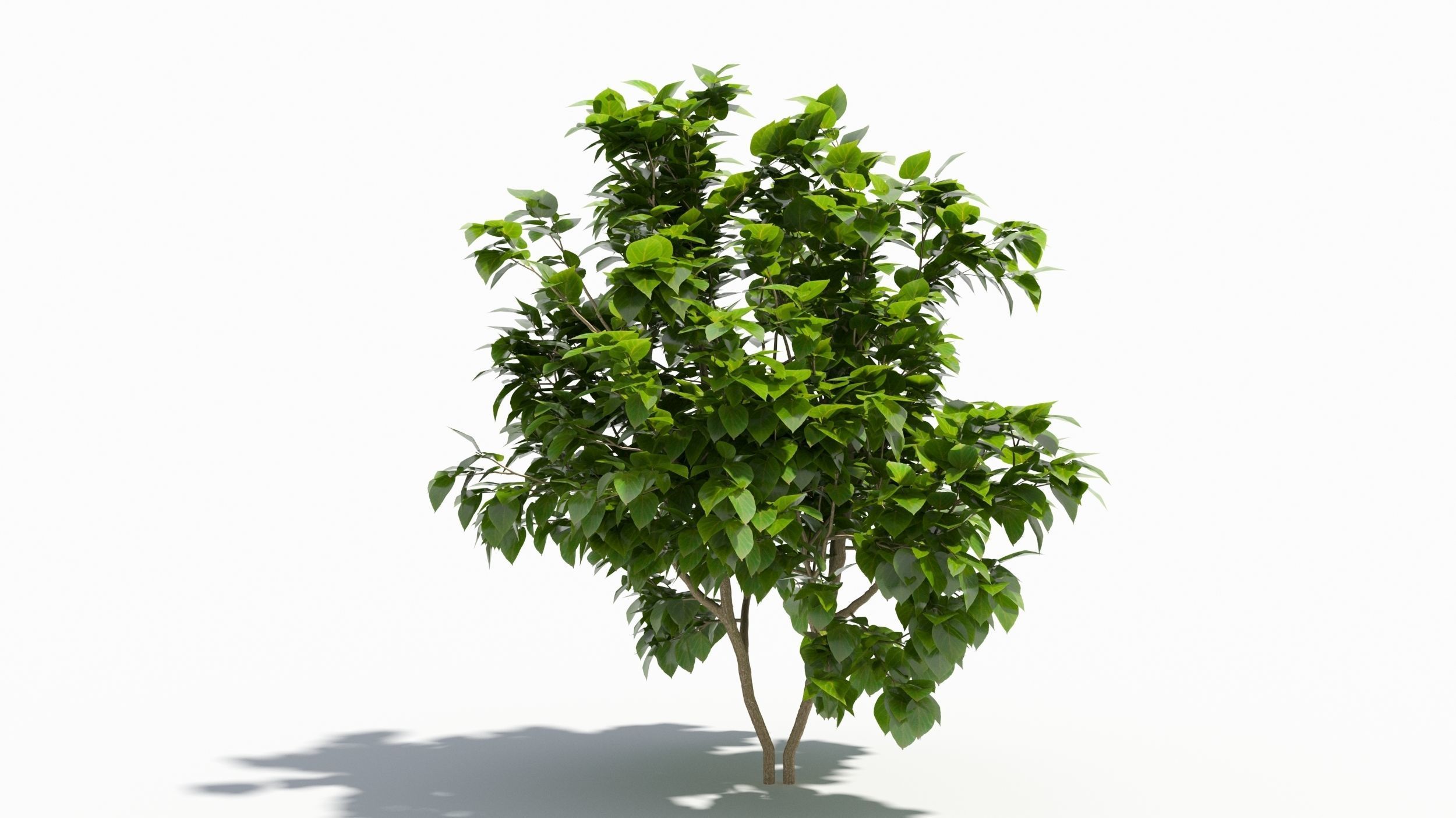 Catalpa tree 3D model_6