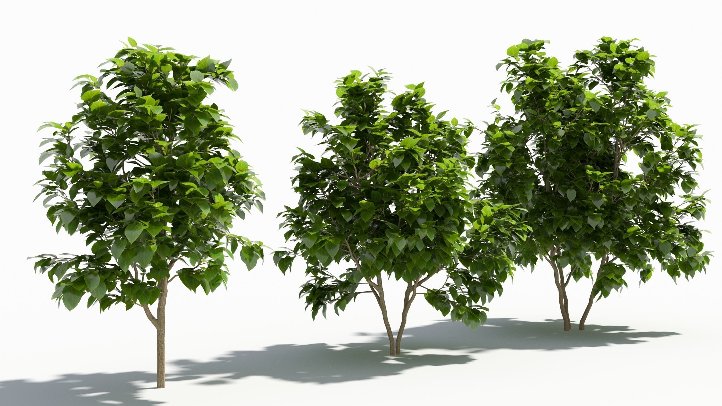 Catalpa tree 3D model_1