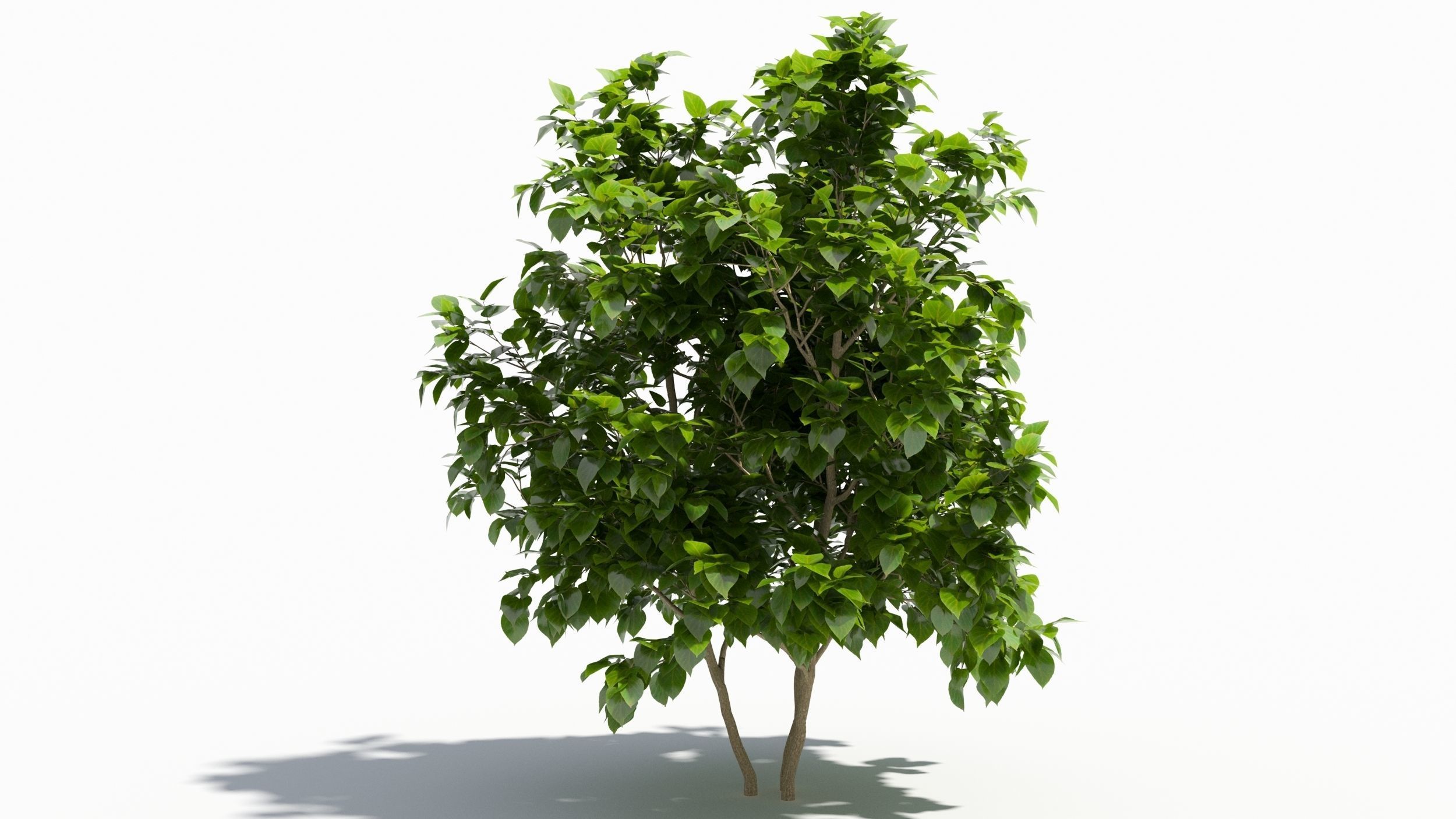 Catalpa tree 3D model_7
