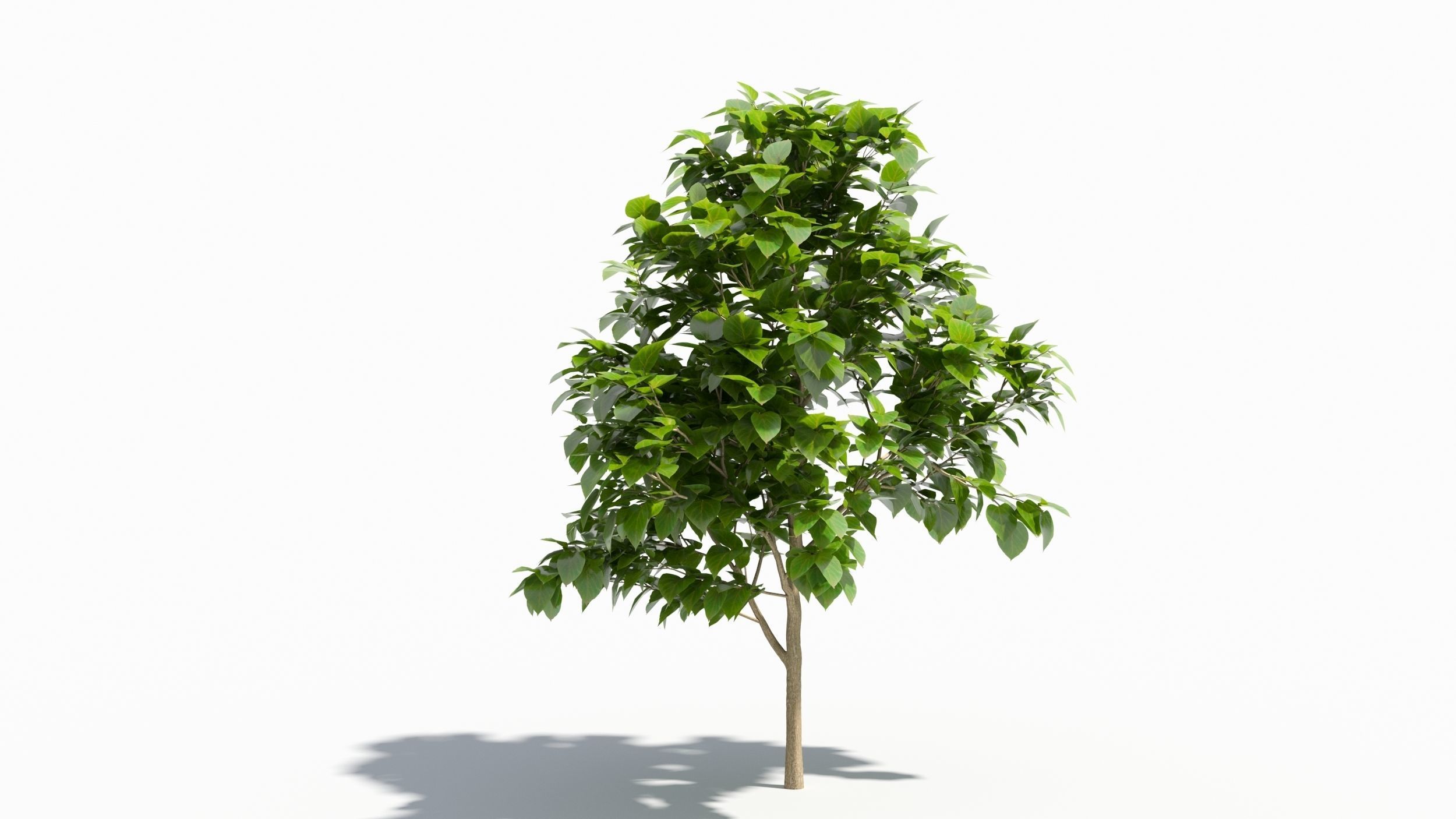 Catalpa tree 3D model_5