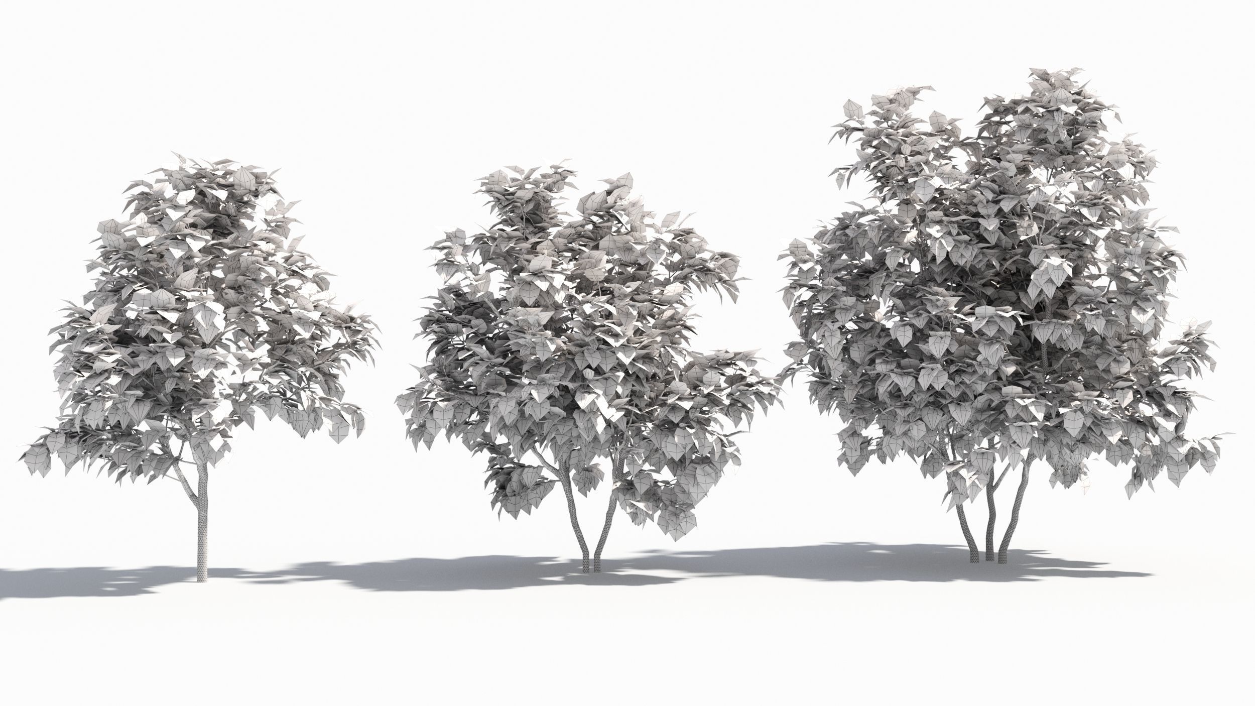 Catalpa tree 3D model_8