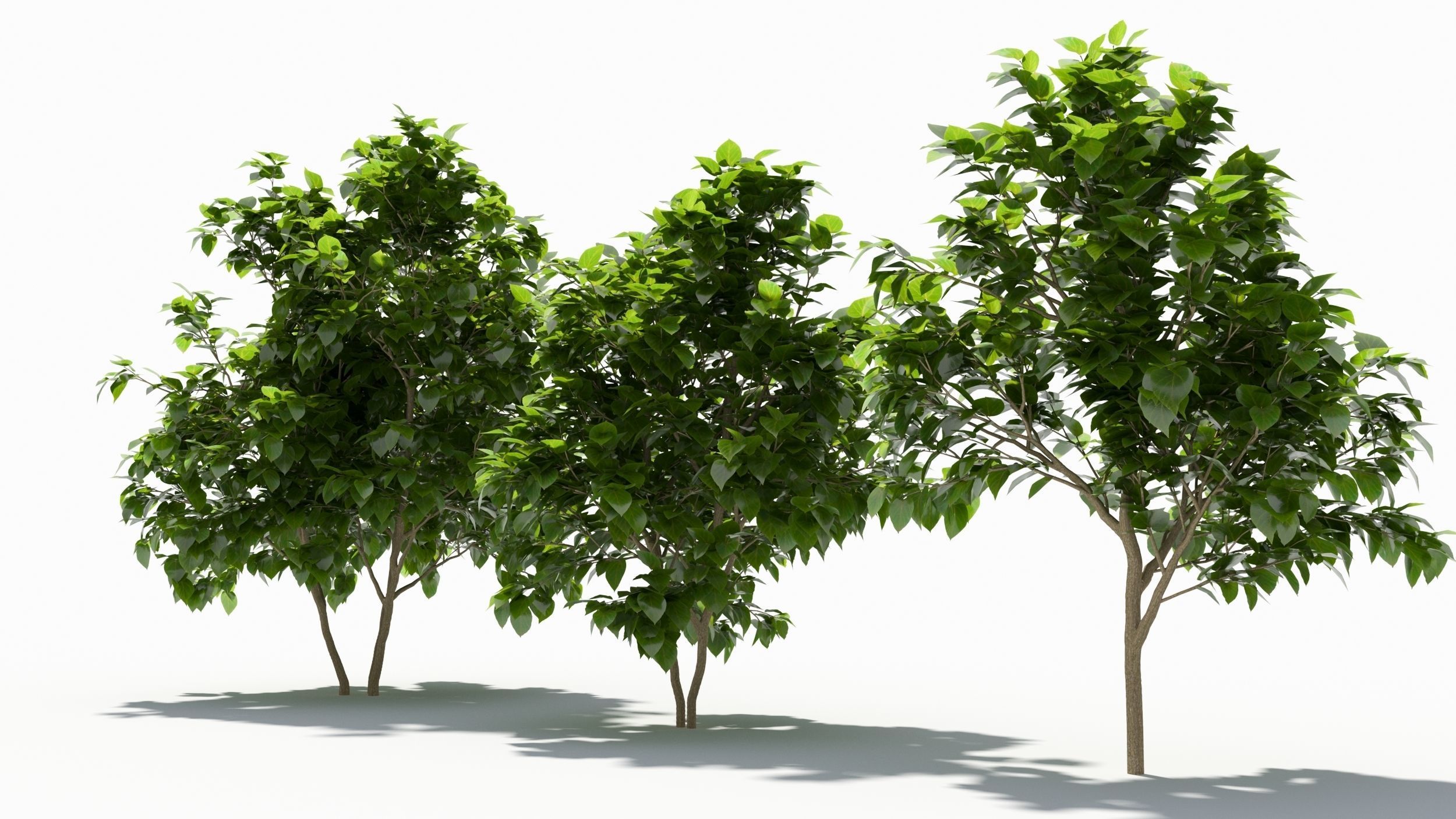 Catalpa tree 3D model_3