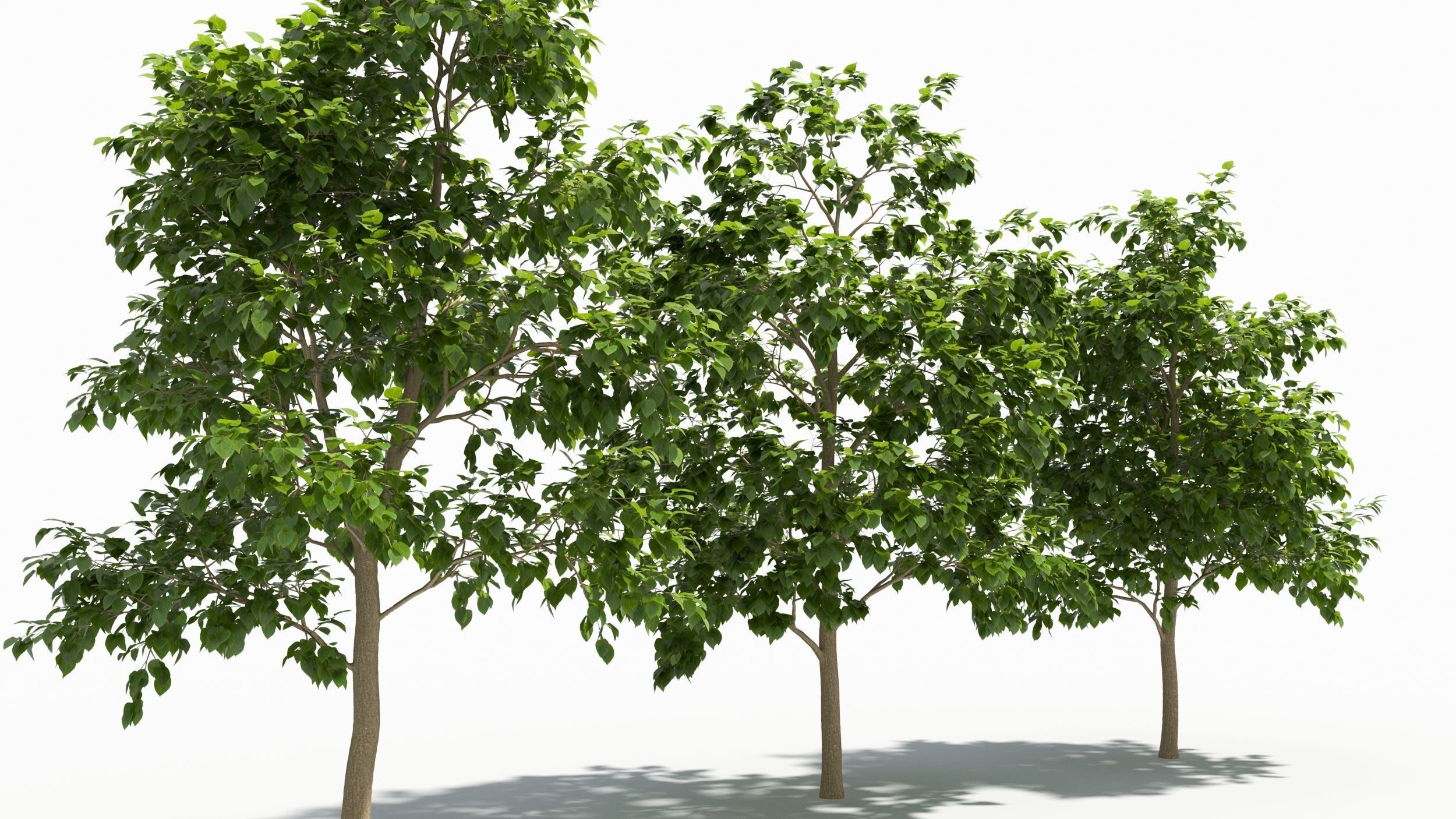 Catalpa tree 3D model_1
