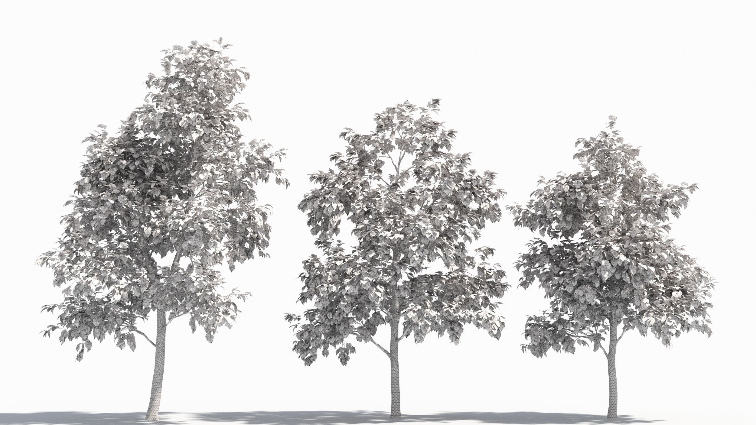 Catalpa tree 3D model_8