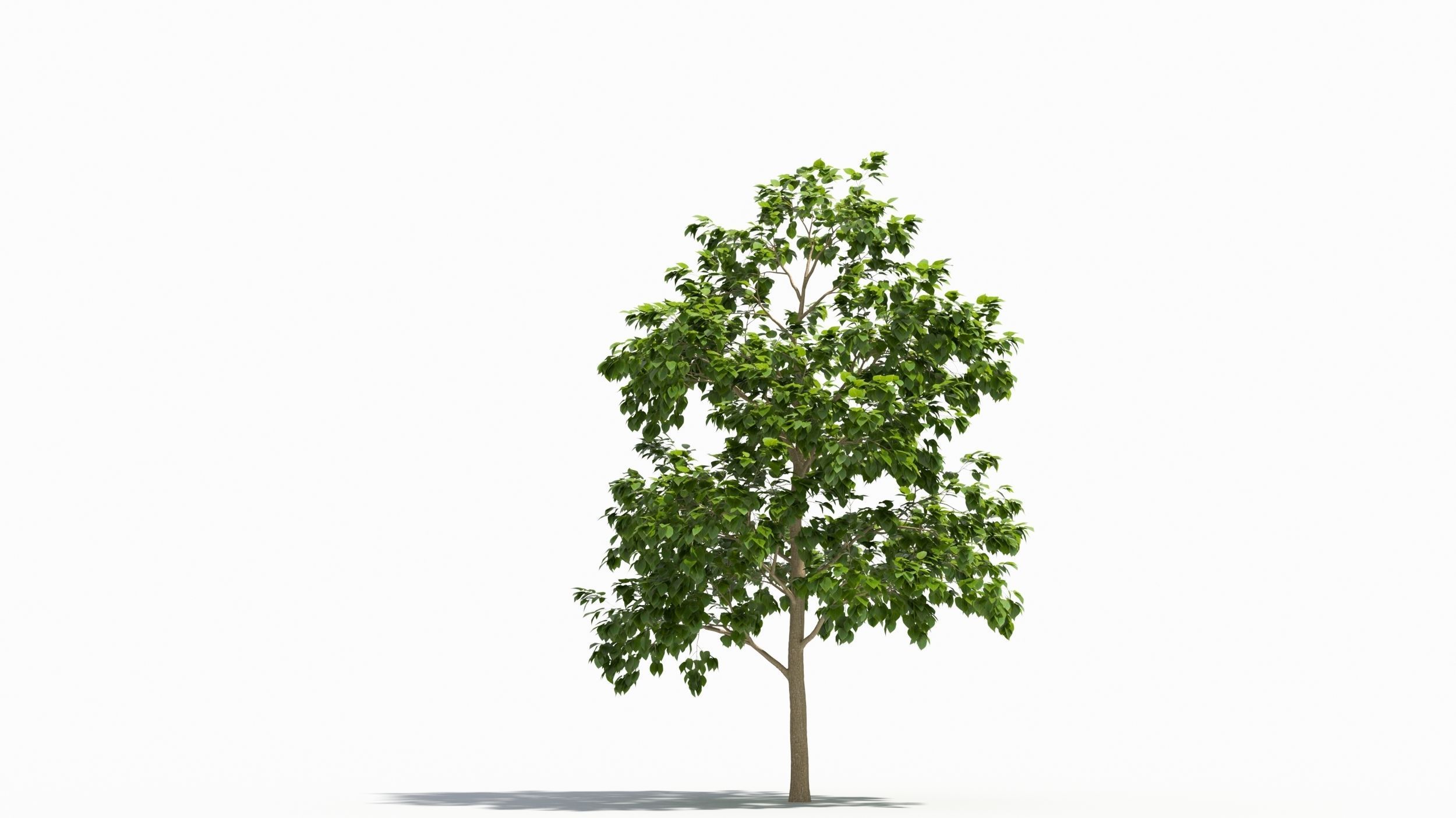 Catalpa tree 3D model_6