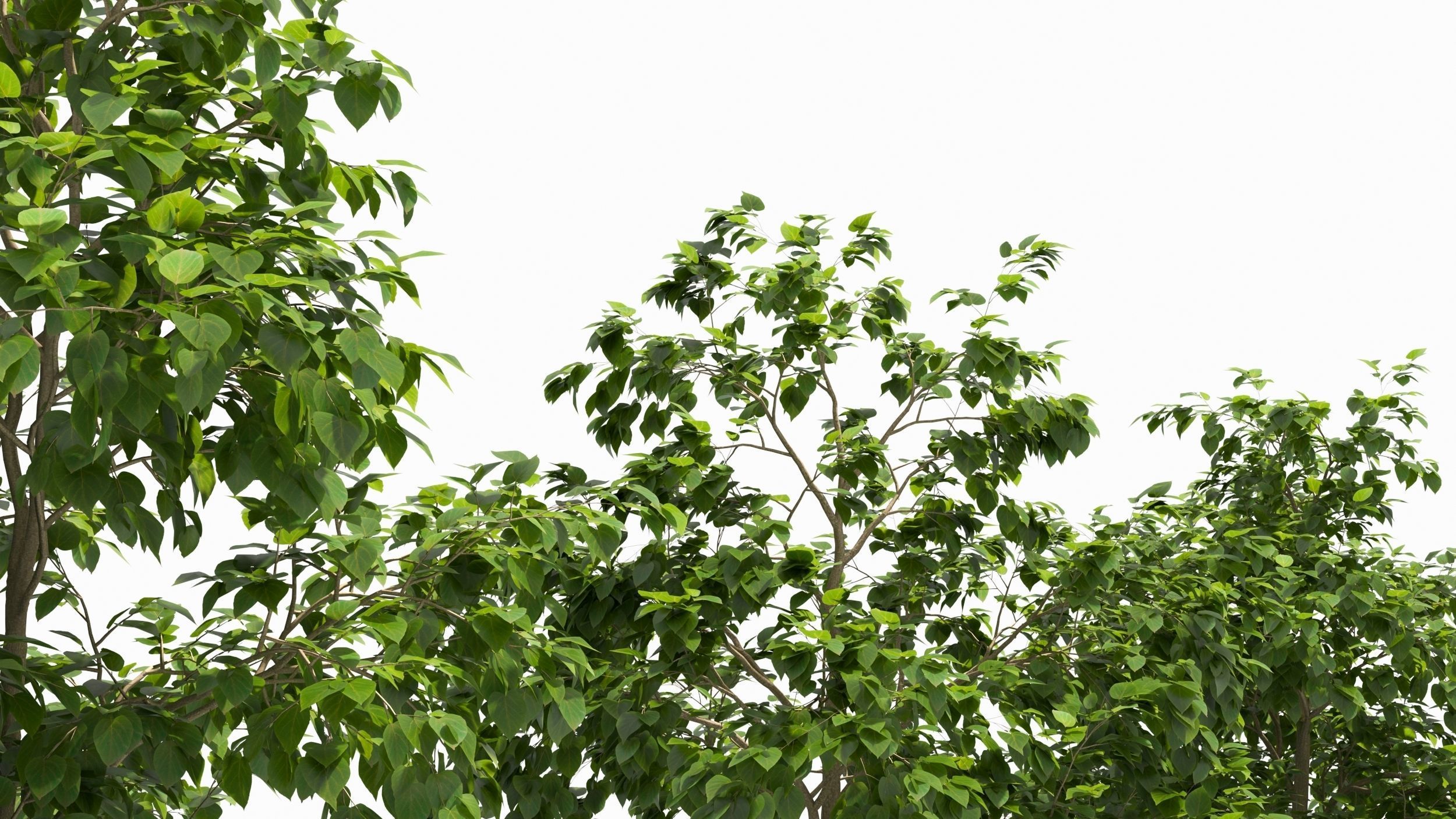 Catalpa tree 3D model_2