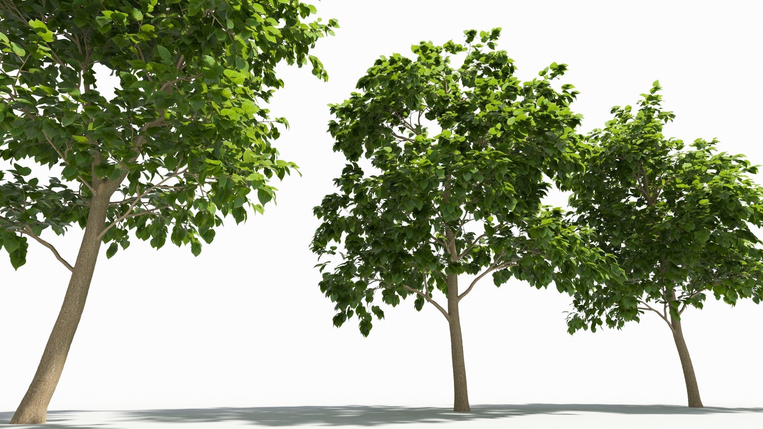 Catalpa tree 3D model_4