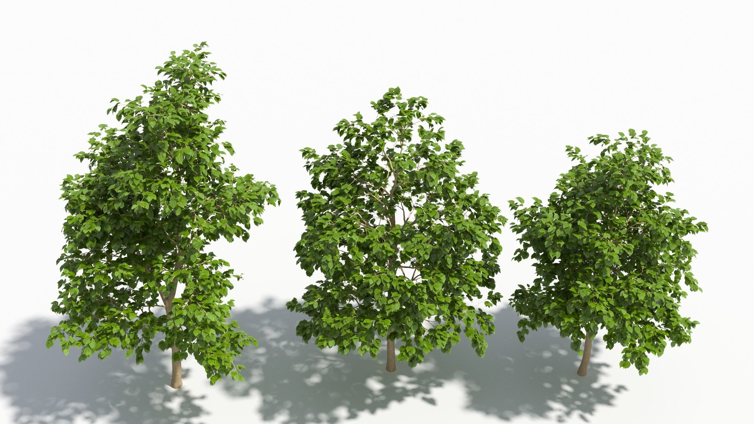 Catalpa tree 3D model_3