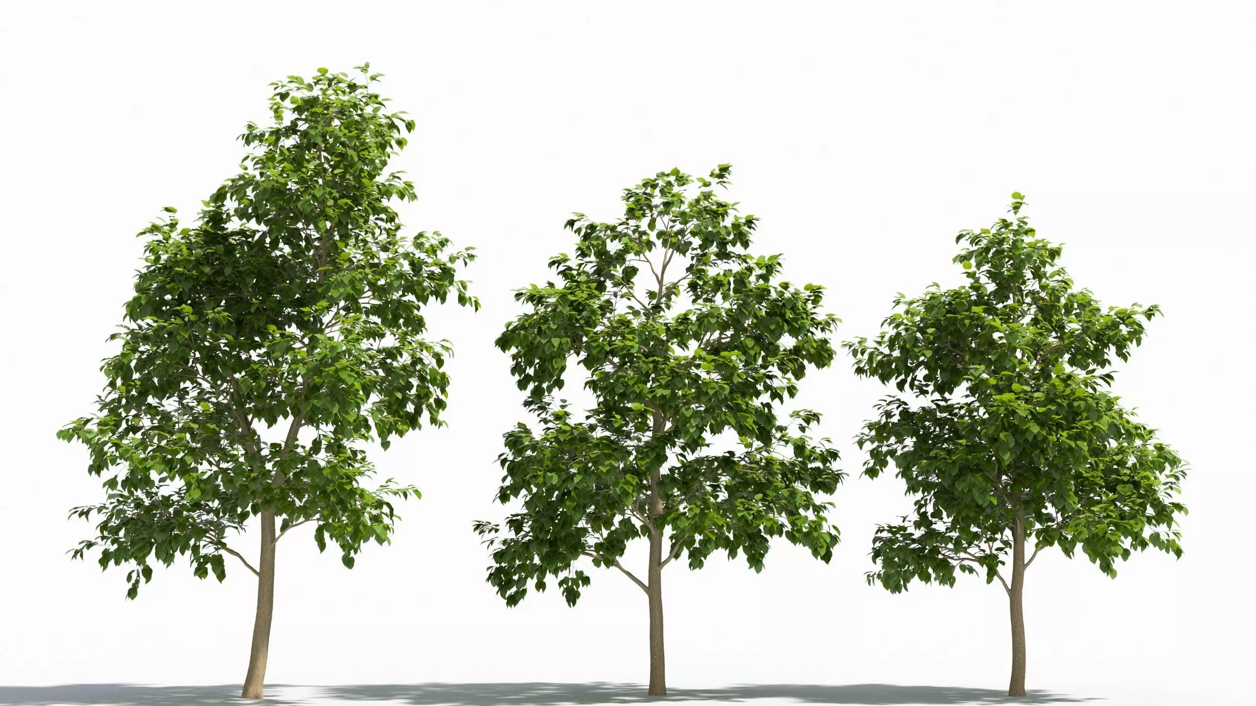 Catalpa tree 3D model_0