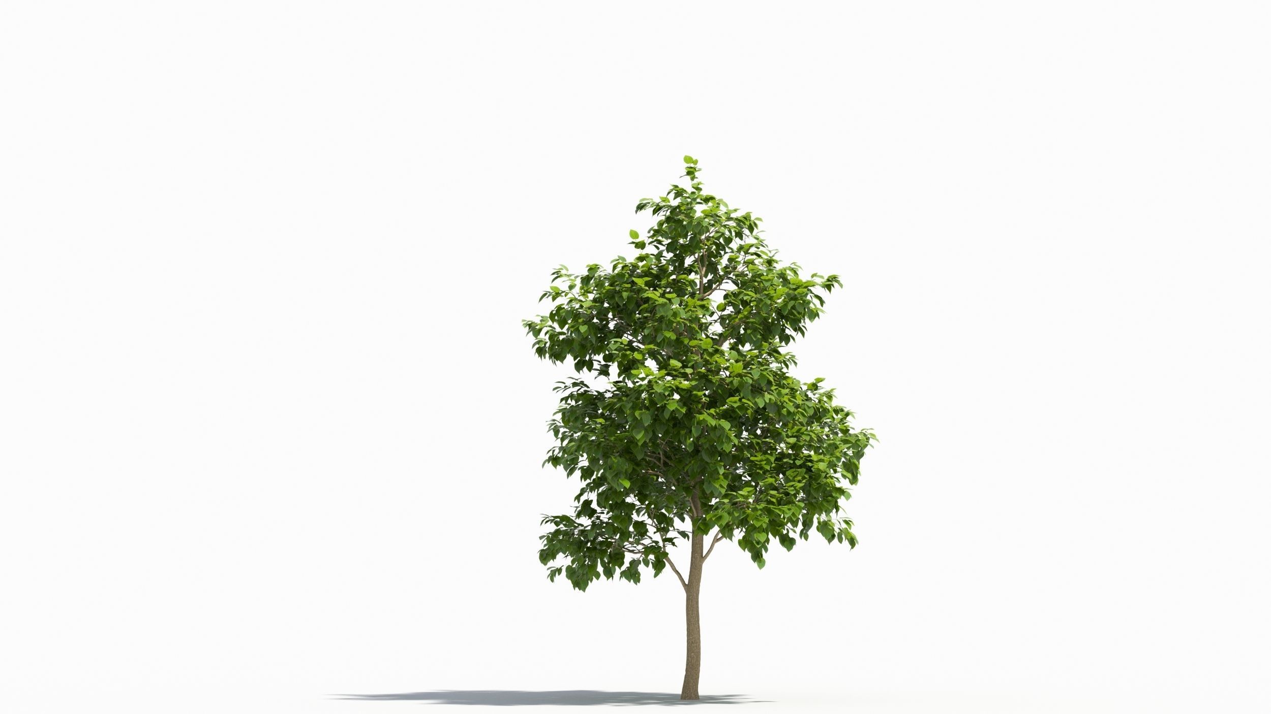 Catalpa tree 3D model_7