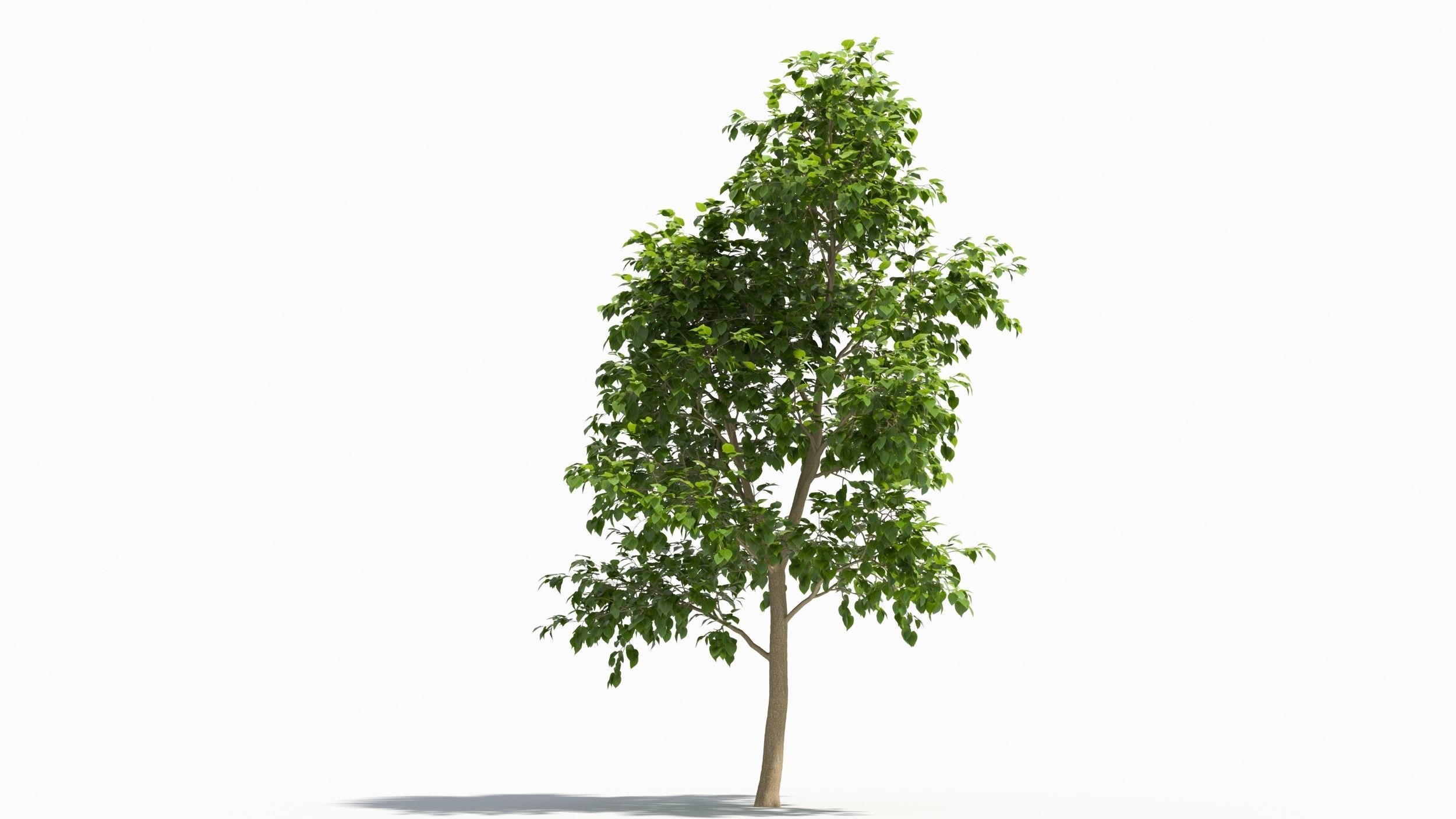Catalpa tree 3D model_5