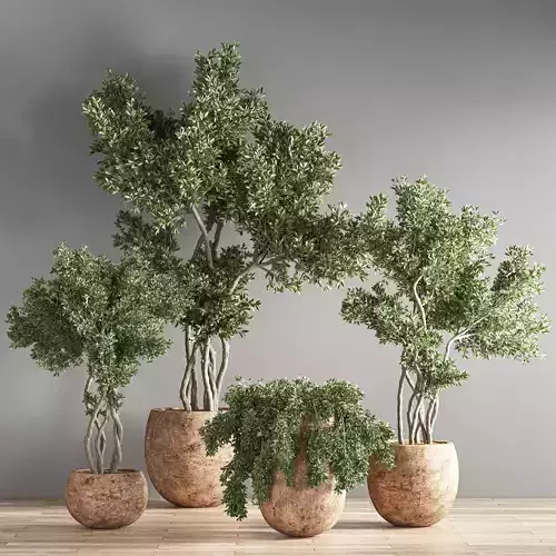 indoor plant set 20