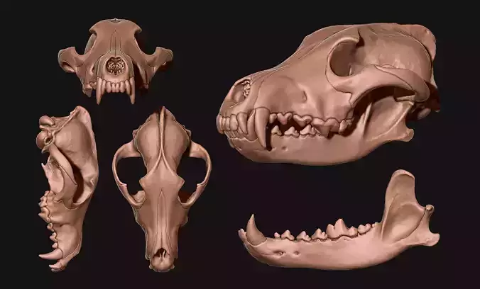 Wolf Skull -  Canis lupus lupus CNC and 3D print model