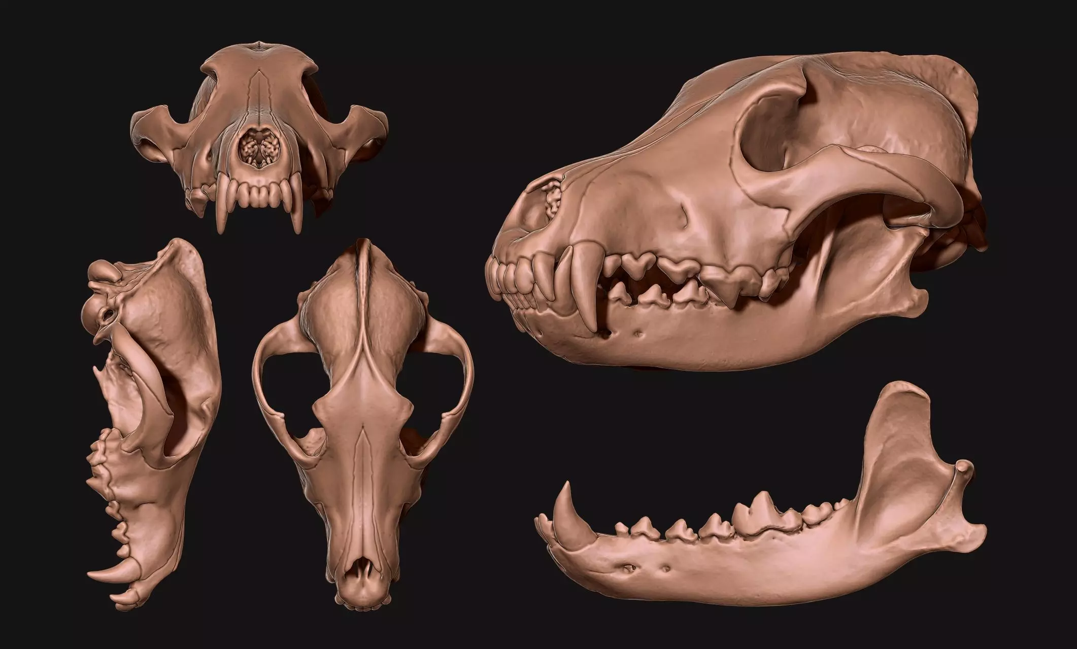 Wolf Skull - Canis lupus lupus CNC and 3D print model_0