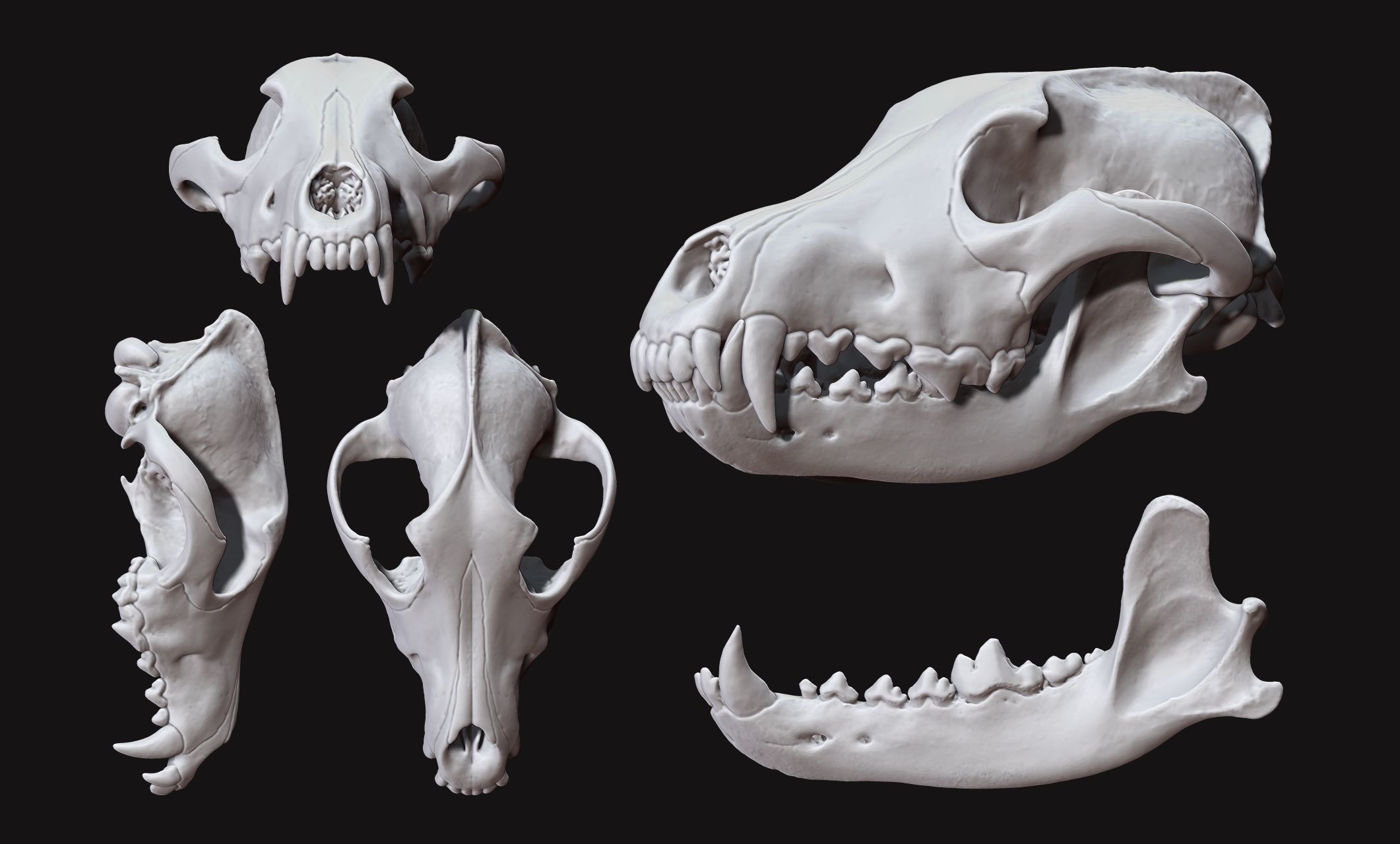 Wolf Skull - Canis lupus lupus CNC and 3D print model_1
