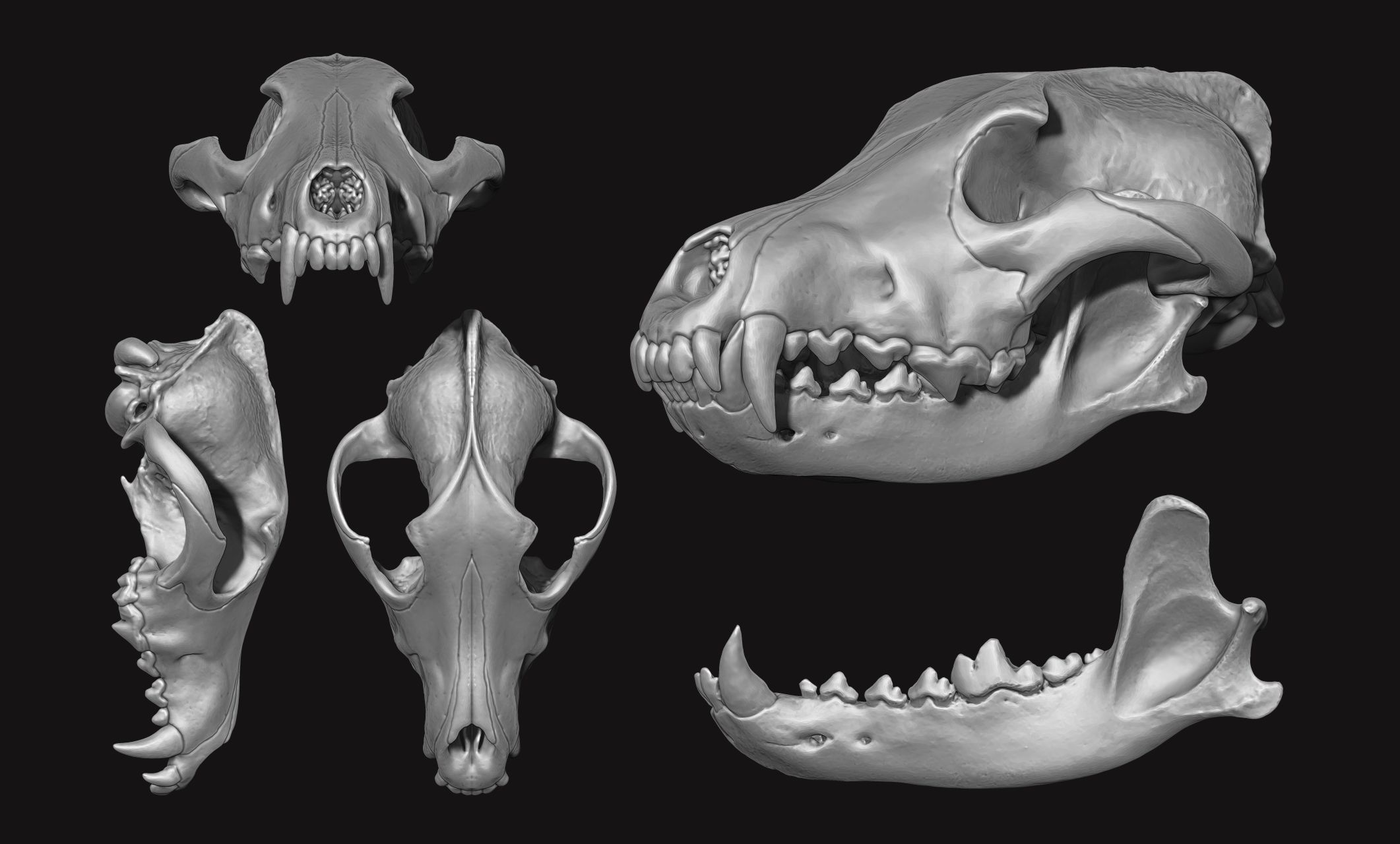 Wolf Skull - Canis lupus lupus CNC and 3D print model_2
