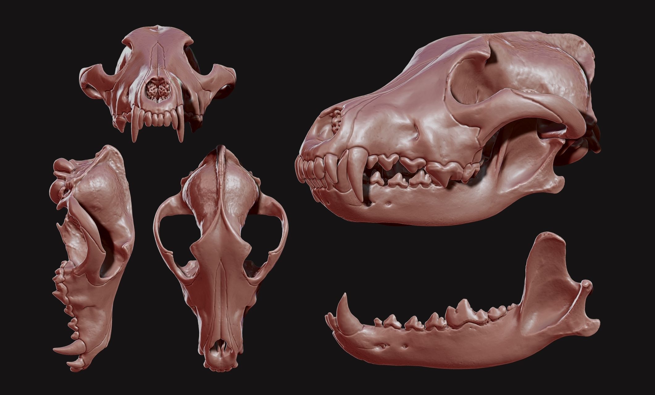 Wolf Skull - Canis lupus lupus CNC and 3D print model_15