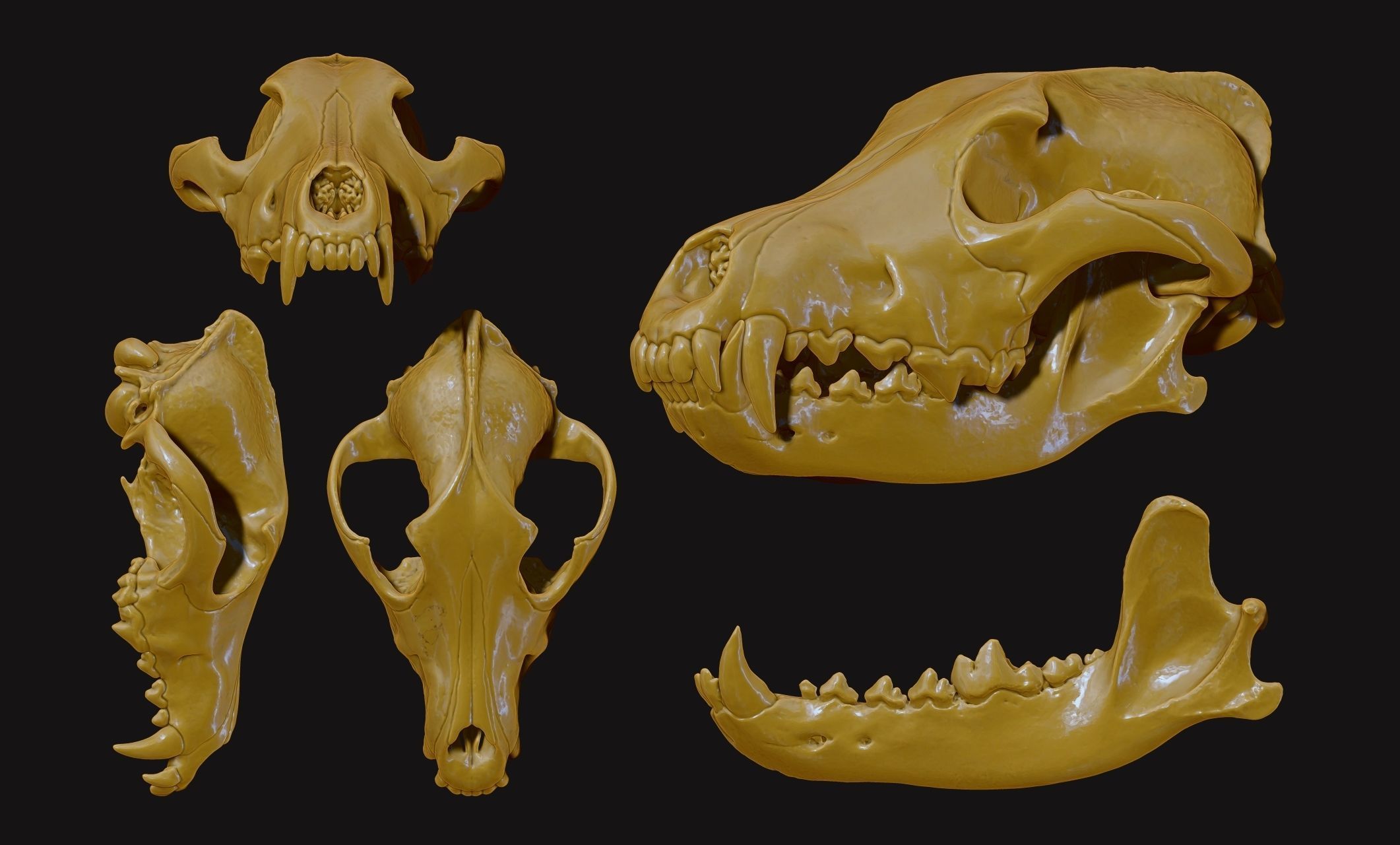 Wolf Skull - Canis lupus lupus CNC and 3D print model_19