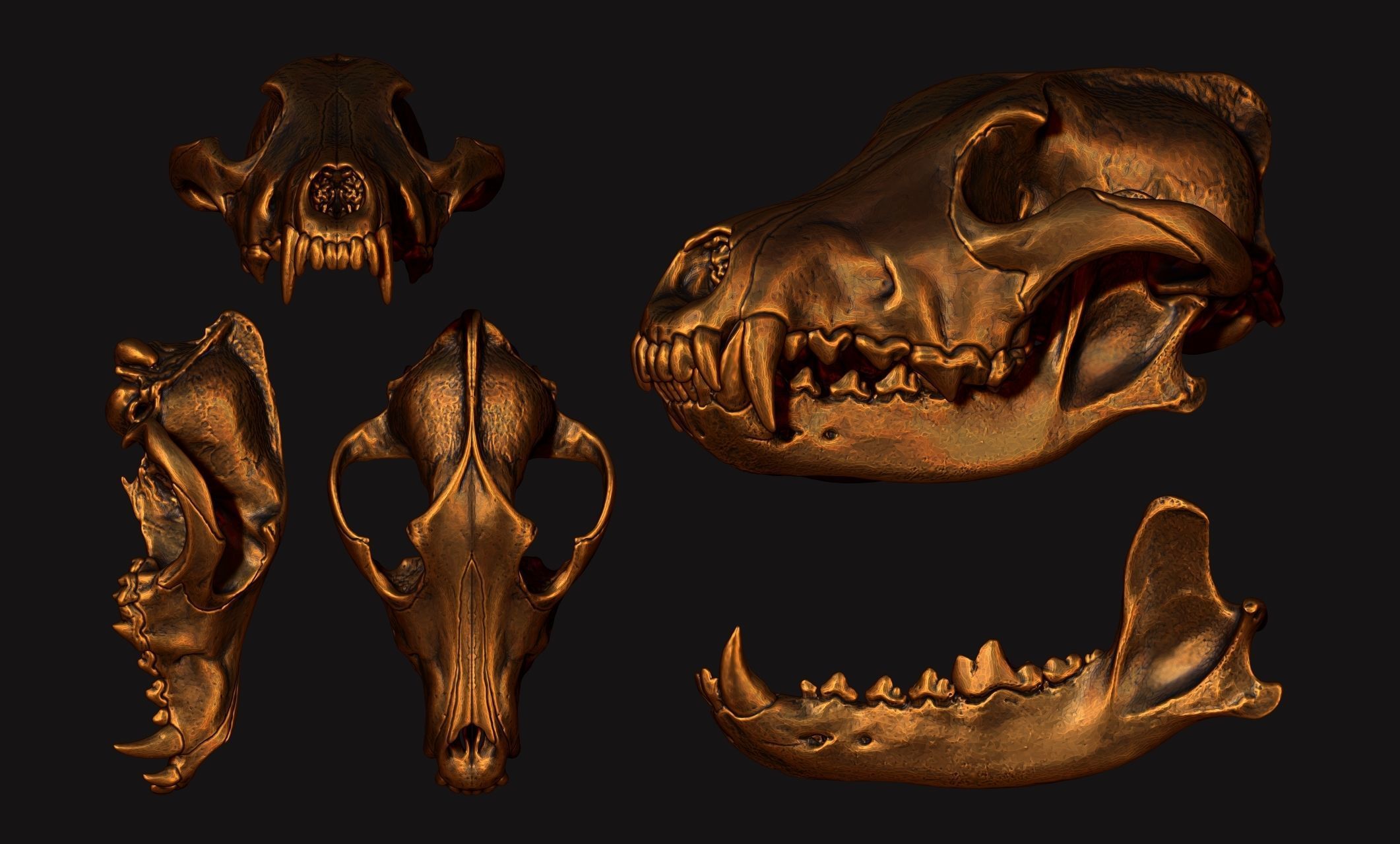 Wolf Skull - Canis lupus lupus CNC and 3D print model_21